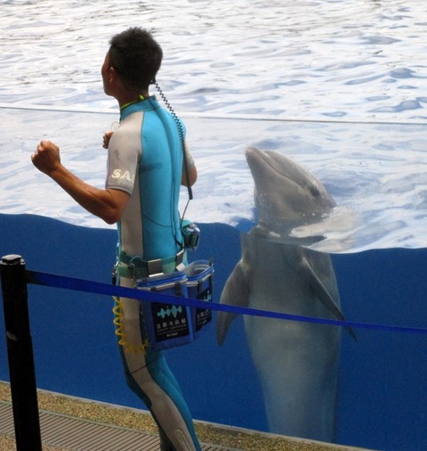 イルカのハイジャンプ 京都水族館 侍達の夜明 のべるわんでいのお部屋 イルカのハイジャンプ 京都水族館 侍達の夜明 のべるわんでいのお部屋
