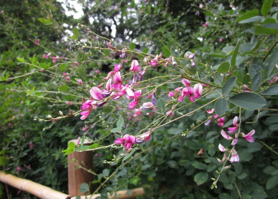 萩の宮 梨木神社の萩の花 おはぎを作る インディ ジョーンズブーツの傷消し方法 風景スケッチでこけた 侍達の夜明 のべるわんでいのお部屋