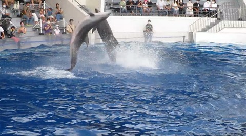 イルカのハイジャンプ 京都水族館 侍達の夜明 のべるわんでいのお部屋 イルカのハイジャンプ 京都水族館 侍達の夜明 のべるわんでいのお部屋