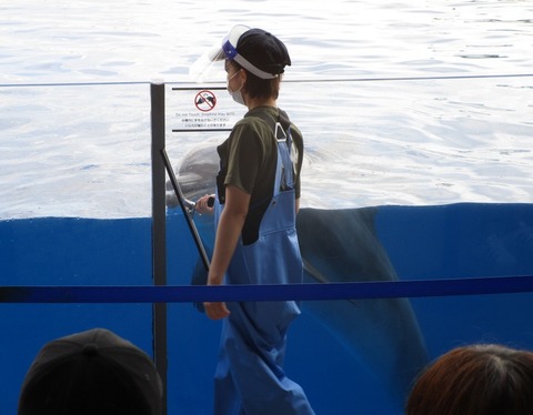 イルカのハイジャンプ 京都水族館 侍達の夜明 のべるわんでいのお部屋 イルカのハイジャンプ 京都水族館 侍達の夜明 のべるわんでいのお部屋