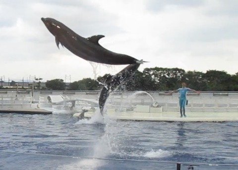 イルカのハイジャンプ 京都水族館 侍達の夜明 のべるわんでいのお部屋