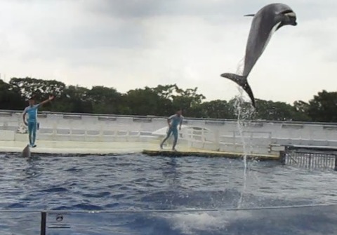 イルカのハイジャンプ 京都水族館 侍達の夜明 のべるわんでいのお部屋 イルカのハイジャンプ 京都水族館 侍達の夜明 のべるわんでいのお部屋