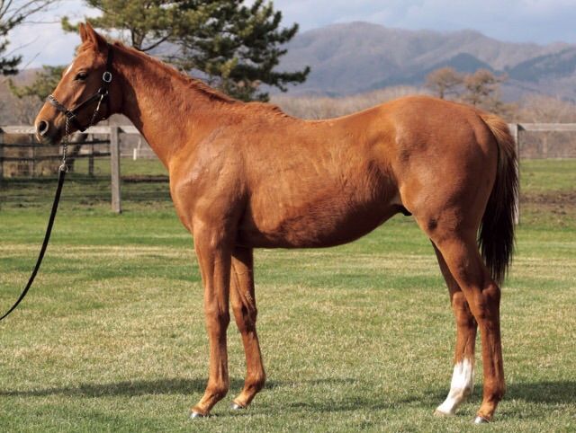 ウインレーシングクラブ17年度1歳募集馬 フリーヴァケイションの16 ねこパンチの一口馬主