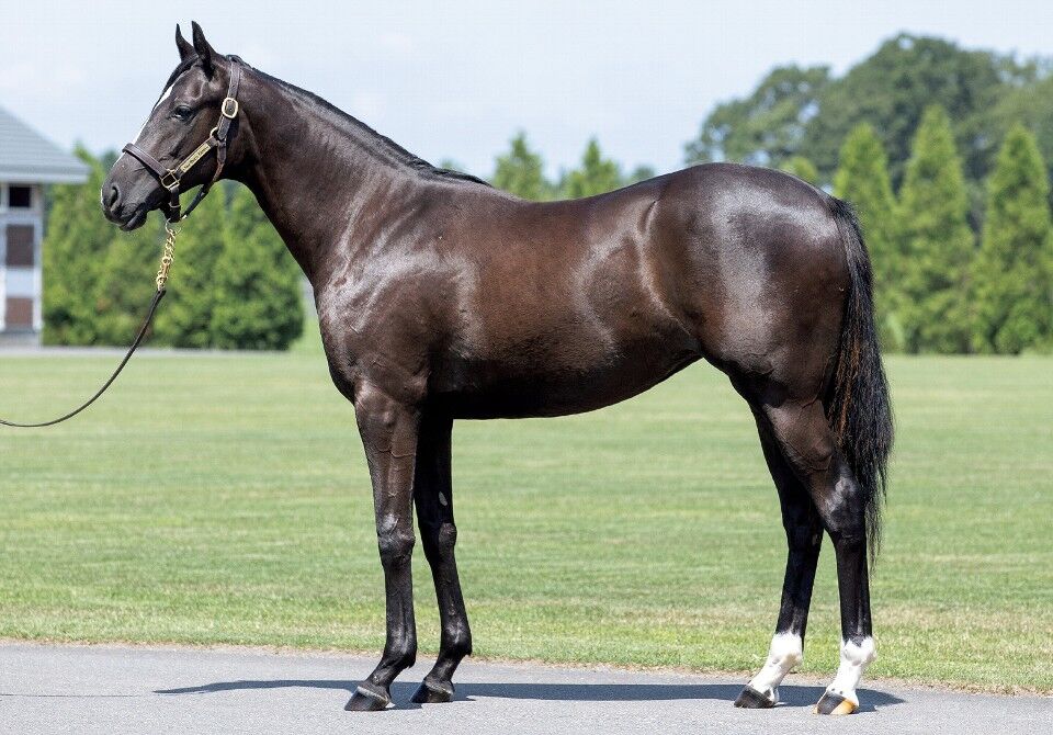 キャロットクラブ年度1歳募集馬 39 ロザリンドの19 40 ピンクアリエスの19 ねこパンチの一口馬主