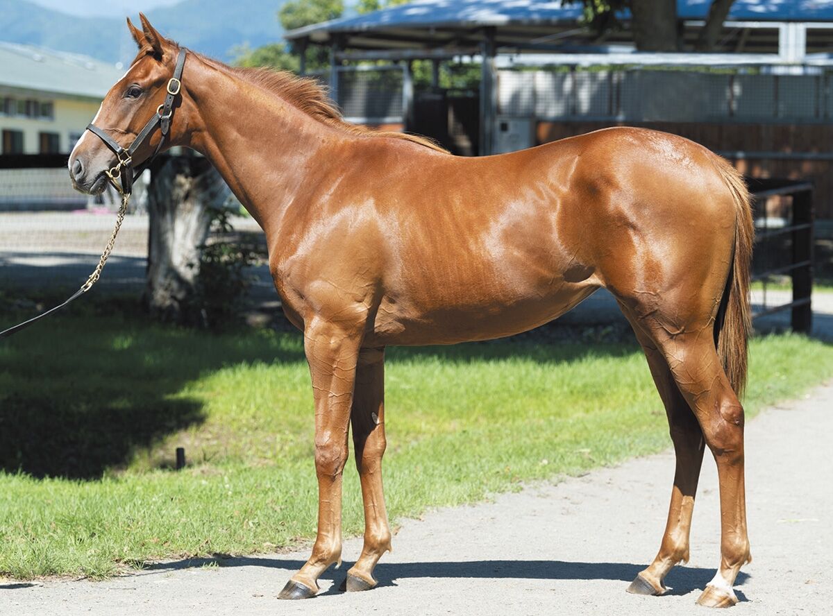 サラブレッドクラブライオン年度1歳募集馬 19 ティーエスベリーの19 サマールナの19 ねこパンチの一口馬主 サラブレッドクラブライオン年度1歳募集馬 19 ティーエスベリーの19 サマールナの19 ねこパンチの一口馬主