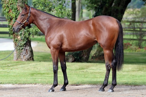 Lot 818 ex Panmolle