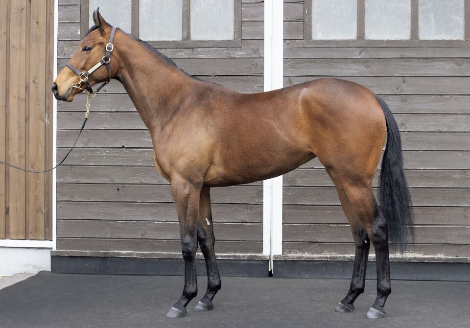 キャロットクラブ21年度1歳募集馬 97 ウェイヴェルアベニューの ねこパンチの一口馬主