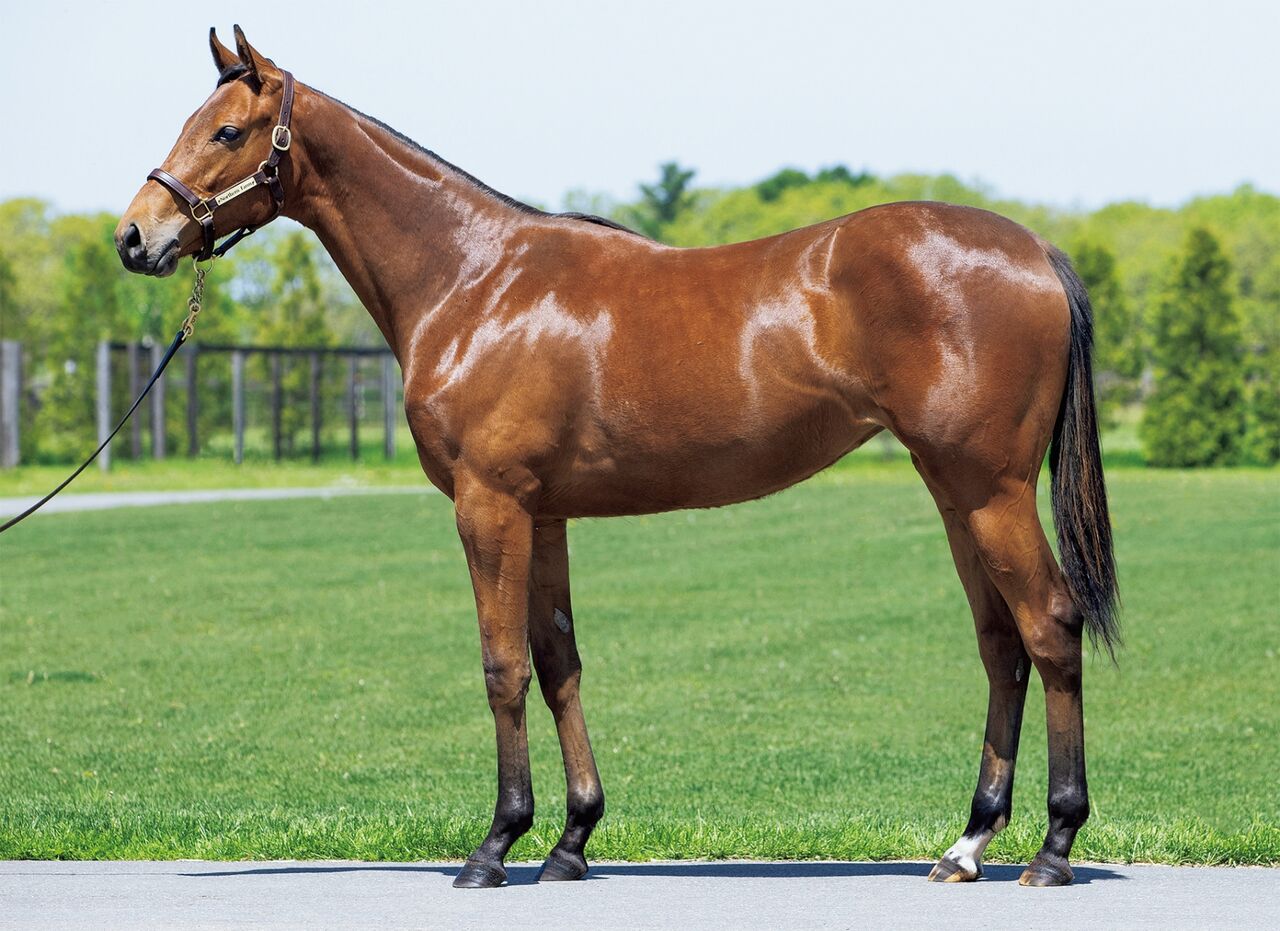 ねこパンチの一口馬主	  シルクホースクラブ2021年度1歳募集馬「65.アイムユアーズの20、66.オーシャンビーナスの20」	コメント