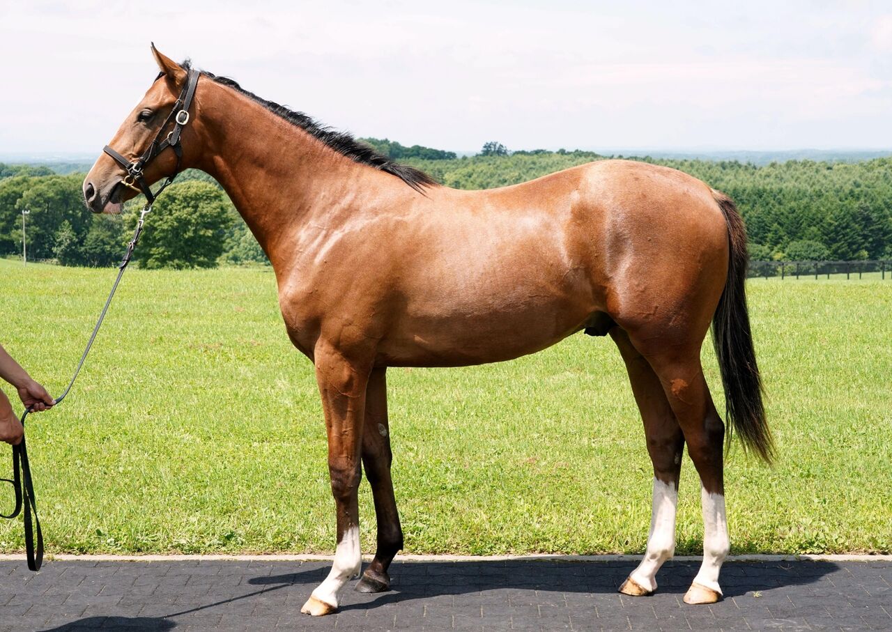 ねこパンチの一口馬主 ワラウカド2020年度1歳募集馬「501.ポウリナズラヴの2019、502.タイキクラリティの2019」 コメント