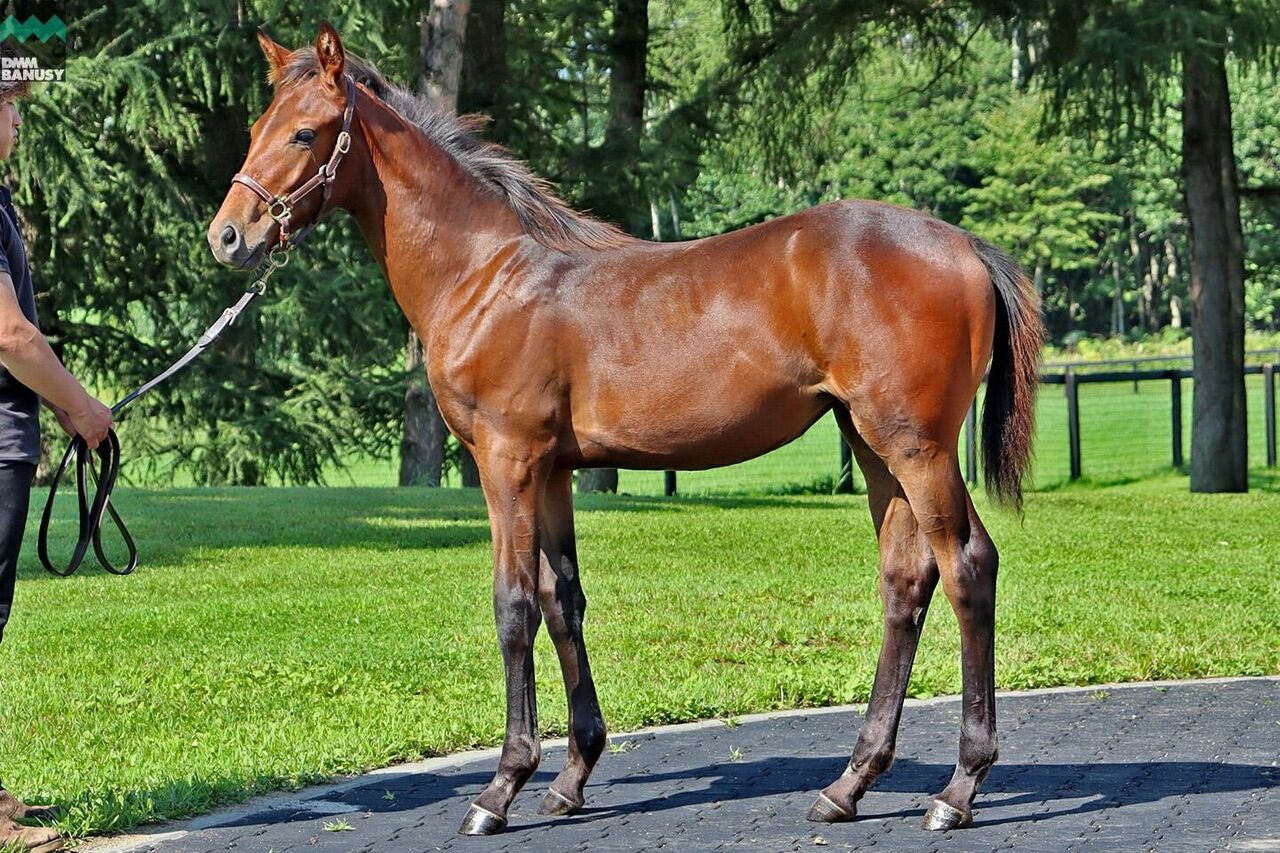 Dmmバヌーシー年度当歳募集馬 アイワナシーユーの ねこパンチの一口馬主