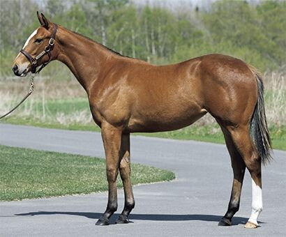 サラブレッドクラブライオン21年度1歳募集馬 7 イプスウィッチの 8 エルパンドールの ねこパンチの一口馬主 サラブレッドクラブライオン21年度1歳募集馬 7 イプスウィッチの 8 エルパンドールの ねこパンチの一口馬主