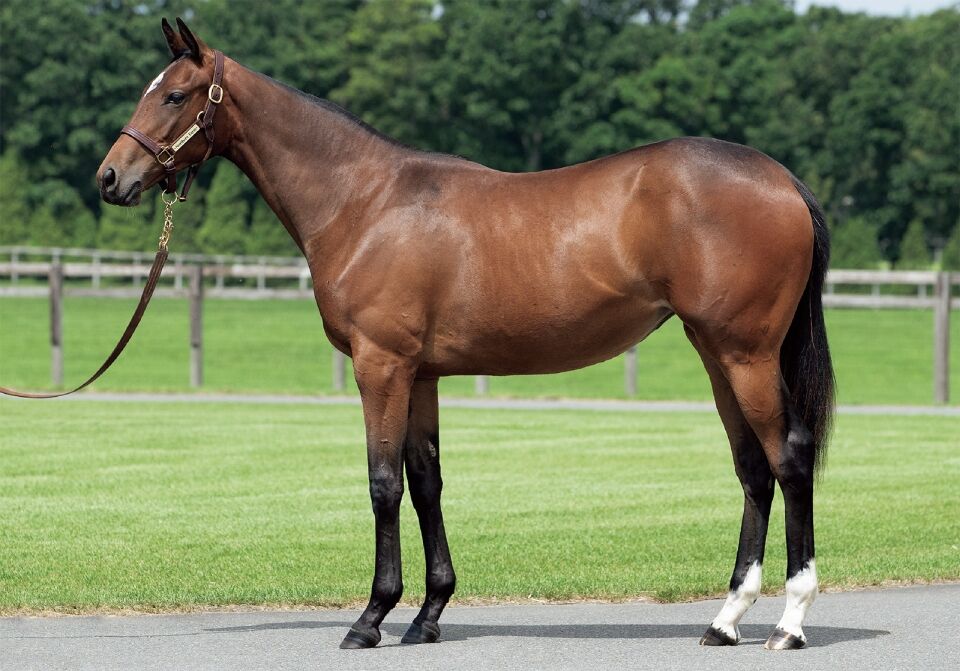 キャロットクラブ22年度1歳募集馬 70 マルティンスタークの21 ねこパンチの一口馬主