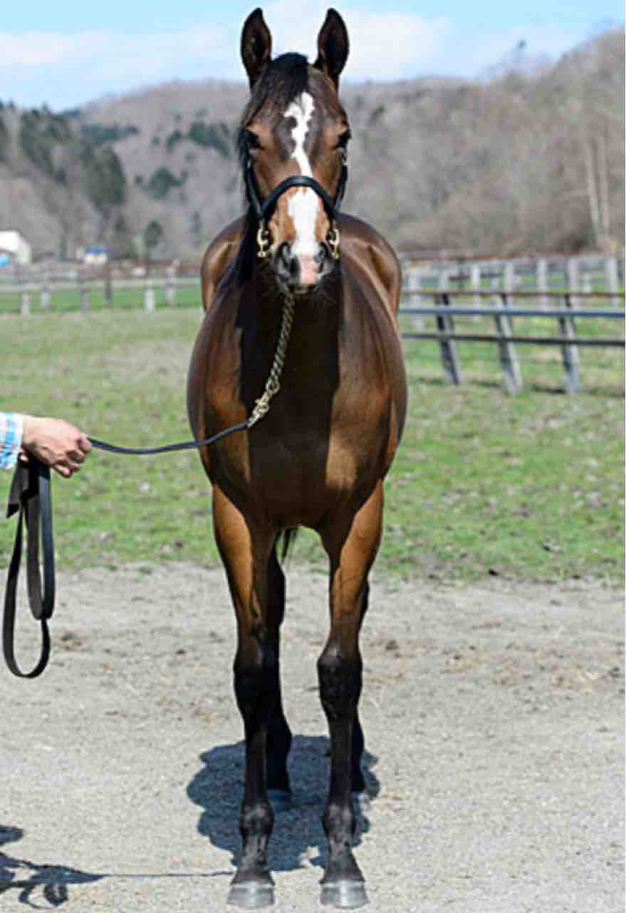 ユニオンオーナーズクラブ17年度1歳募集馬 チェリーエンジェルの16 ねこパンチの一口馬主