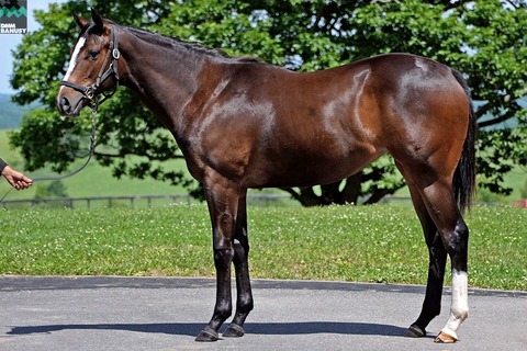 ダウンロード