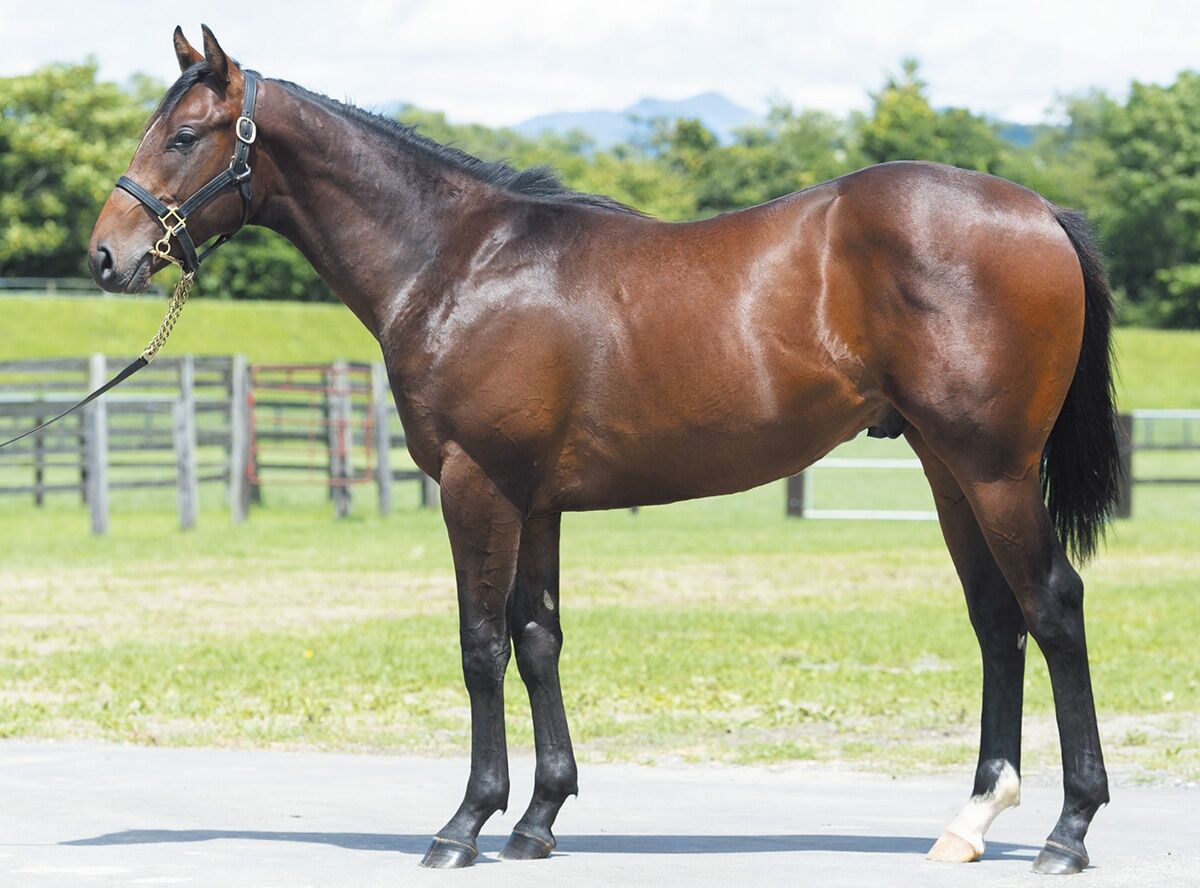 サラブレッドクラブライオン年度1歳募集馬 17 ローズアライヴァルの19 18 ガヴィオラの19 ねこパンチの一口馬主