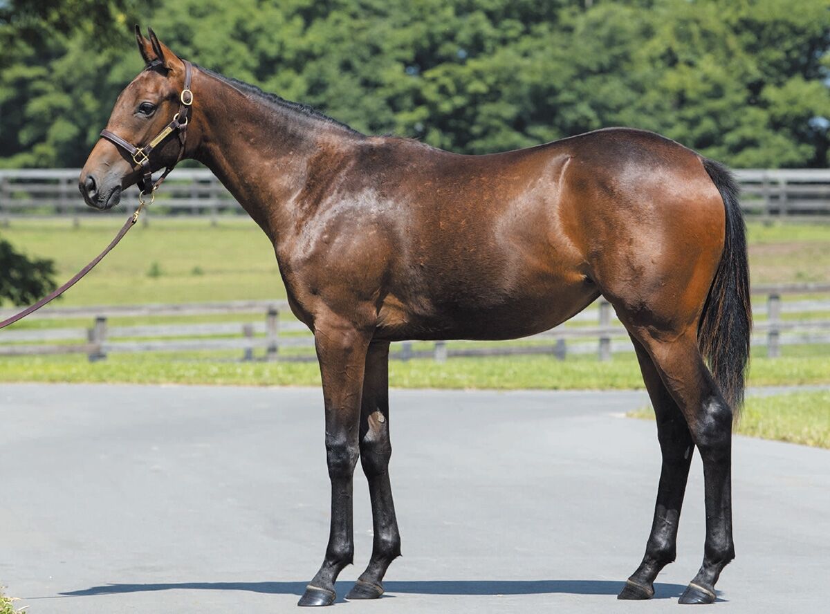 サラブレッドクラブライオン年度1歳募集馬 7 アルテミスハートの19 8 クラウンプリンセスの19 ねこパンチの一口馬主 サラブレッドクラブライオン年度1歳募集馬 7 アルテミスハートの19 8 クラウンプリンセスの19 ねこパンチの一口馬主