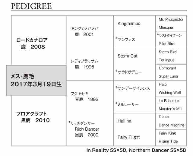 キャロットクラブ18年度1歳募集馬 11 フロアクラフトの17 ねこパンチの一口馬主 キャロットクラブ18年度1歳募集馬 11 フロアクラフトの17 ねこパンチの一口馬主