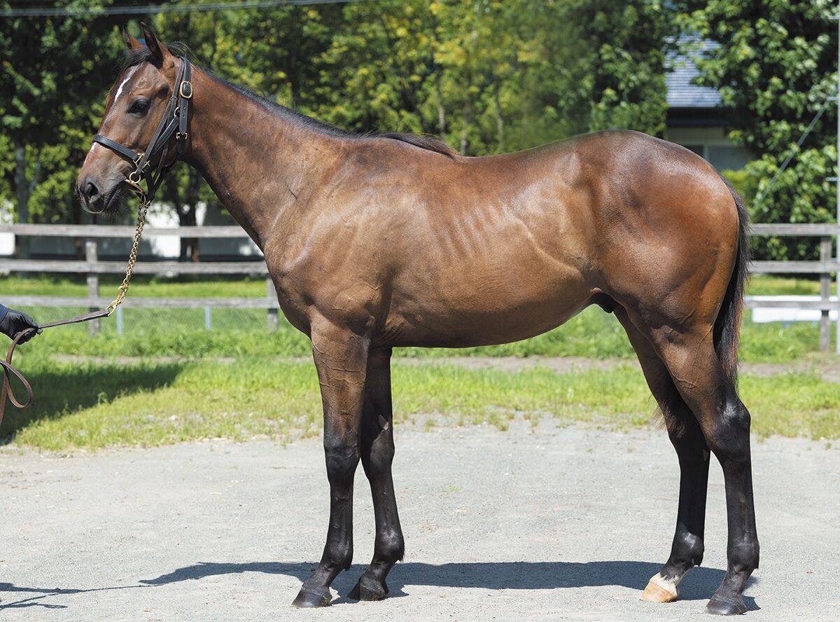 サラブレッドクラブライオン年度1歳募集馬 15 ビアンカシェボンの19 16 クインポルカの19 ねこパンチの一口馬主 サラブレッドクラブライオン年度1歳募集馬 15 ビアンカシェボンの19 16 クインポルカの19 ねこパンチの一口馬主