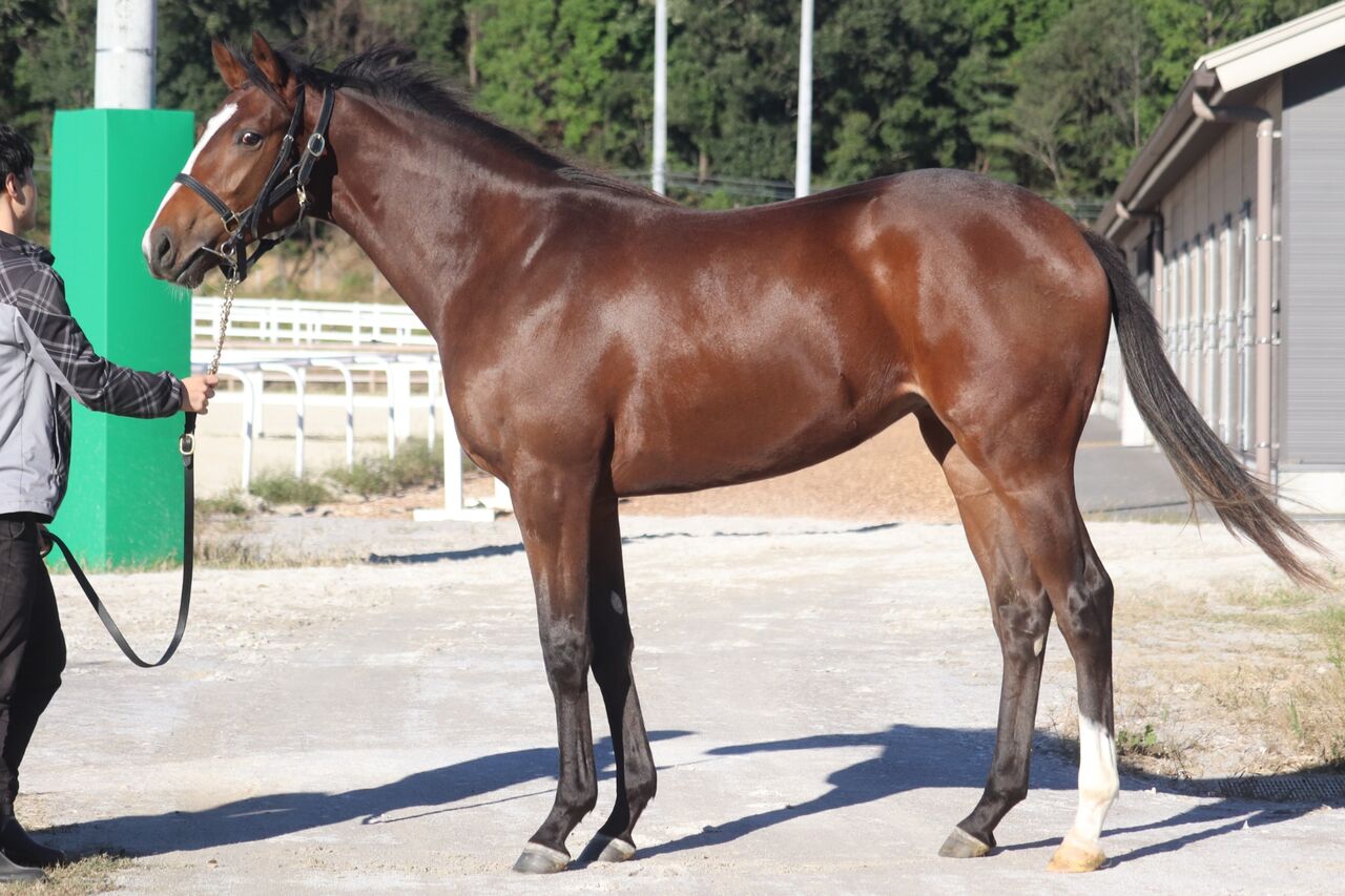 ねこパンチの一口馬主 YGGオーナーズクラブ2022年度1歳募集馬「1.キングスミールの21」 コメント