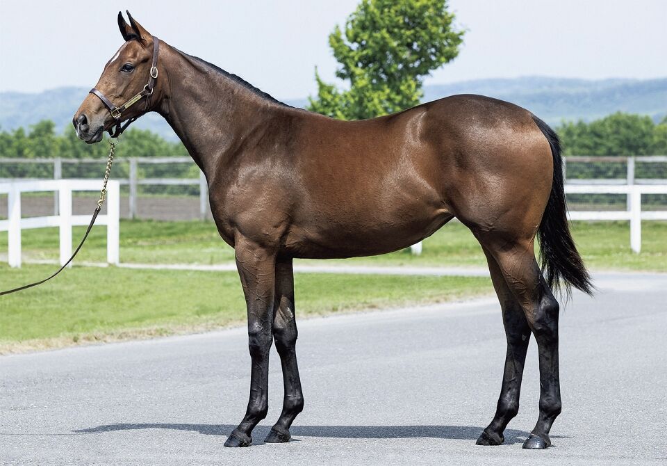 キャロットクラブ21年度1歳募集馬 47 ワイの 48 ホットスウェルの ねこパンチの一口馬主