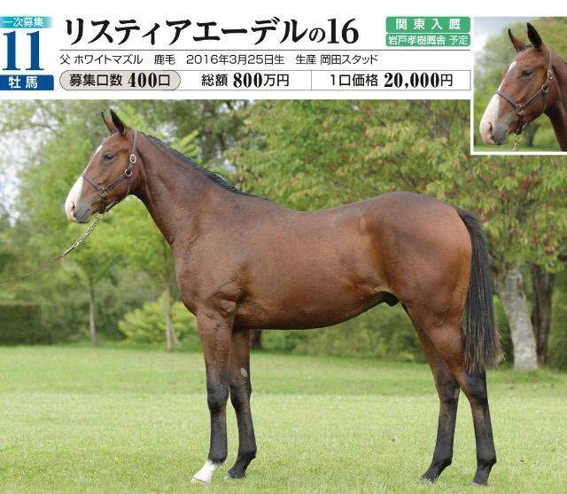 フレジェールの2019 2020年募集馬注目クロス 社台編 第５回