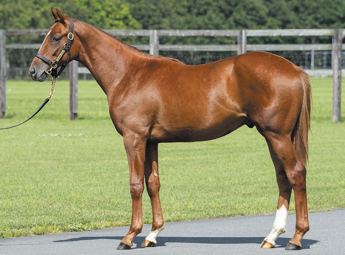 サラブレッドクラブライオン年度1歳募集馬 1 ペルヴィアンリリーの19 2 カンデラの19 ねこパンチの一口馬主 サラブレッドクラブライオン年度1歳募集馬 1 ペルヴィアンリリーの19 2 カンデラの19 ねこパンチの一口馬主