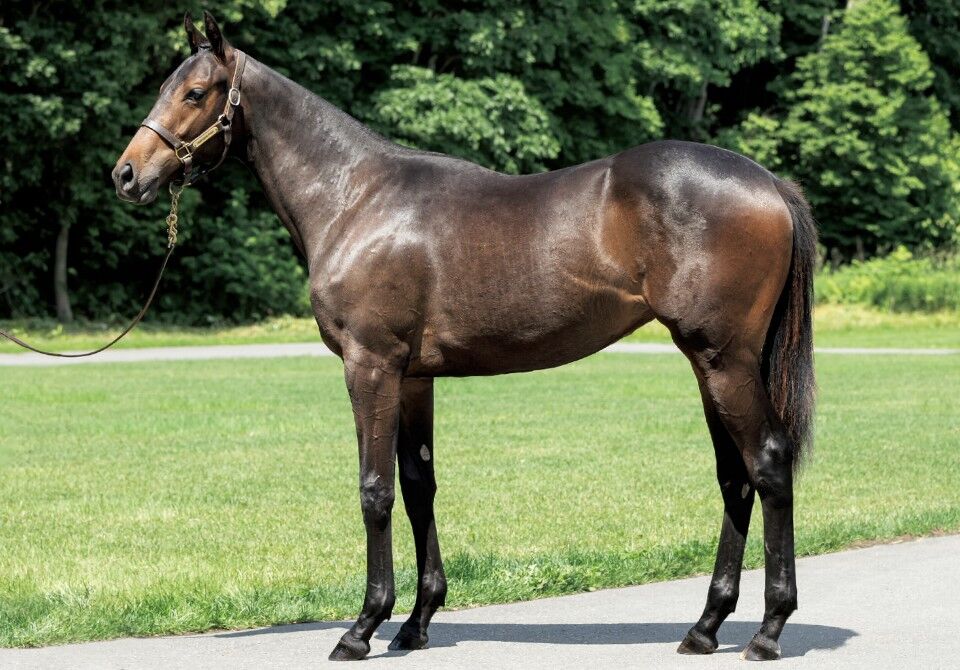 キャロットクラブ年度1歳募集馬 39 ロザリンドの19 40 ピンクアリエスの19 ねこパンチの一口馬主