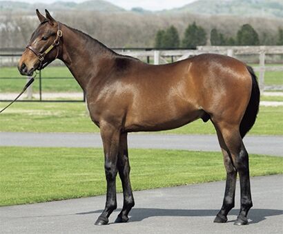 サラブレッドクラブライオン21年度1歳募集馬 9 ストロボフラッシュの 10 ロジャーズスーの ねこパンチの一口馬主 サラブレッドクラブライオン21年度1歳募集馬 9 ストロボフラッシュの 10 ロジャーズスーの ねこパンチの一口馬主