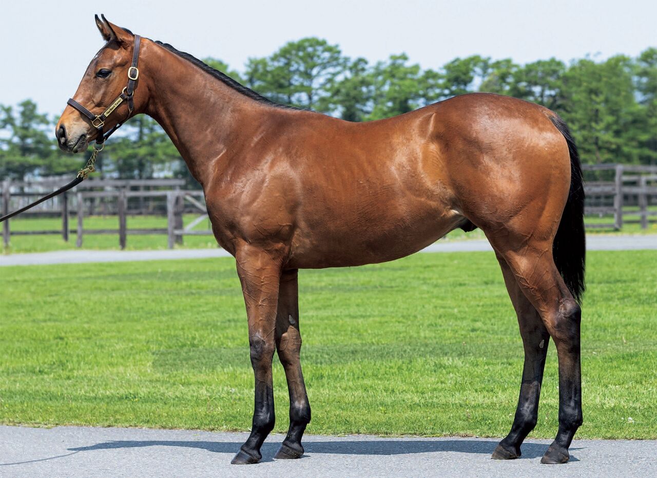 ねこパンチの一口馬主 シルクホースクラブ2022年度1歳募集馬「4.オープンウォーターの21」 コメント