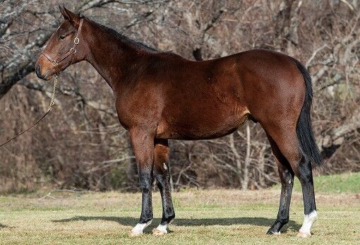 ねこパンチの一口馬主 ノルマンディーオーナーズクラブ2020年度1歳募集馬「33.バルフューレントの19、34.ラインレジーナの19」 コメント