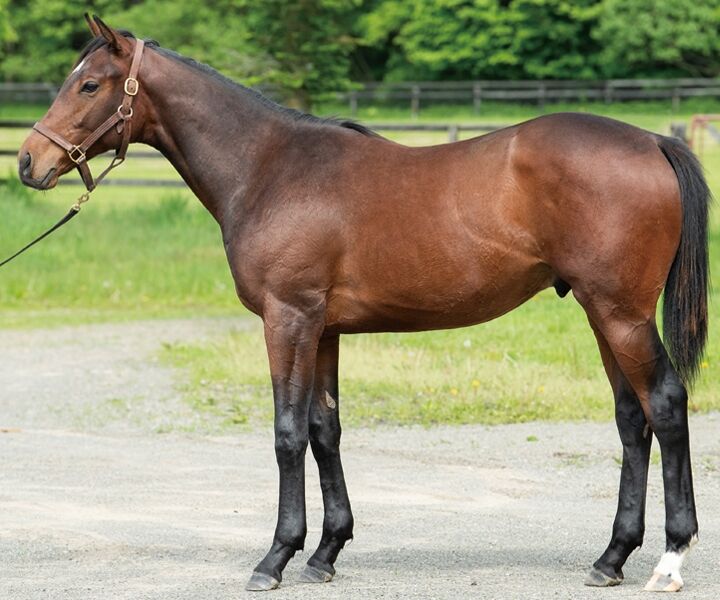 ねこパンチの一口馬主	  優駿ホースクラブ愛馬会2021年度1歳募集馬「33.ベルミュールの20」	コメント