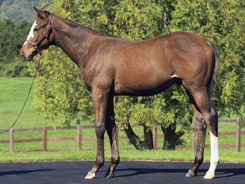 ラフィアンターフマンクラブ22年度1歳募集馬 1 アメリオラシオンの21 ねこパンチの一口馬主