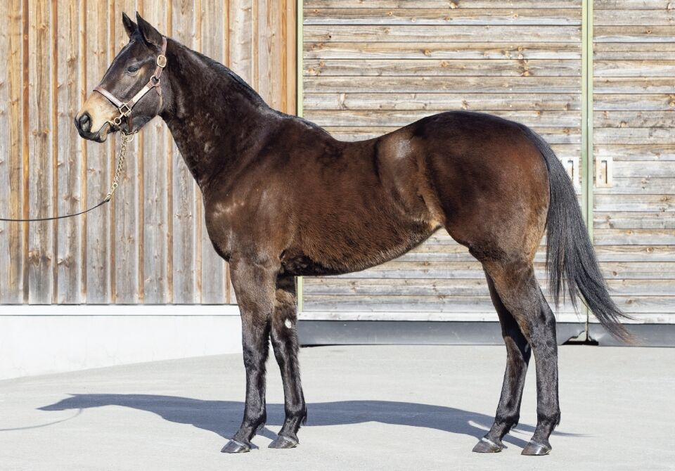 キャロットクラブ21年度1歳募集馬 98 アデレードヒルの ねこパンチの一口馬主