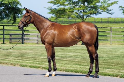 25-20_キャリサガ24