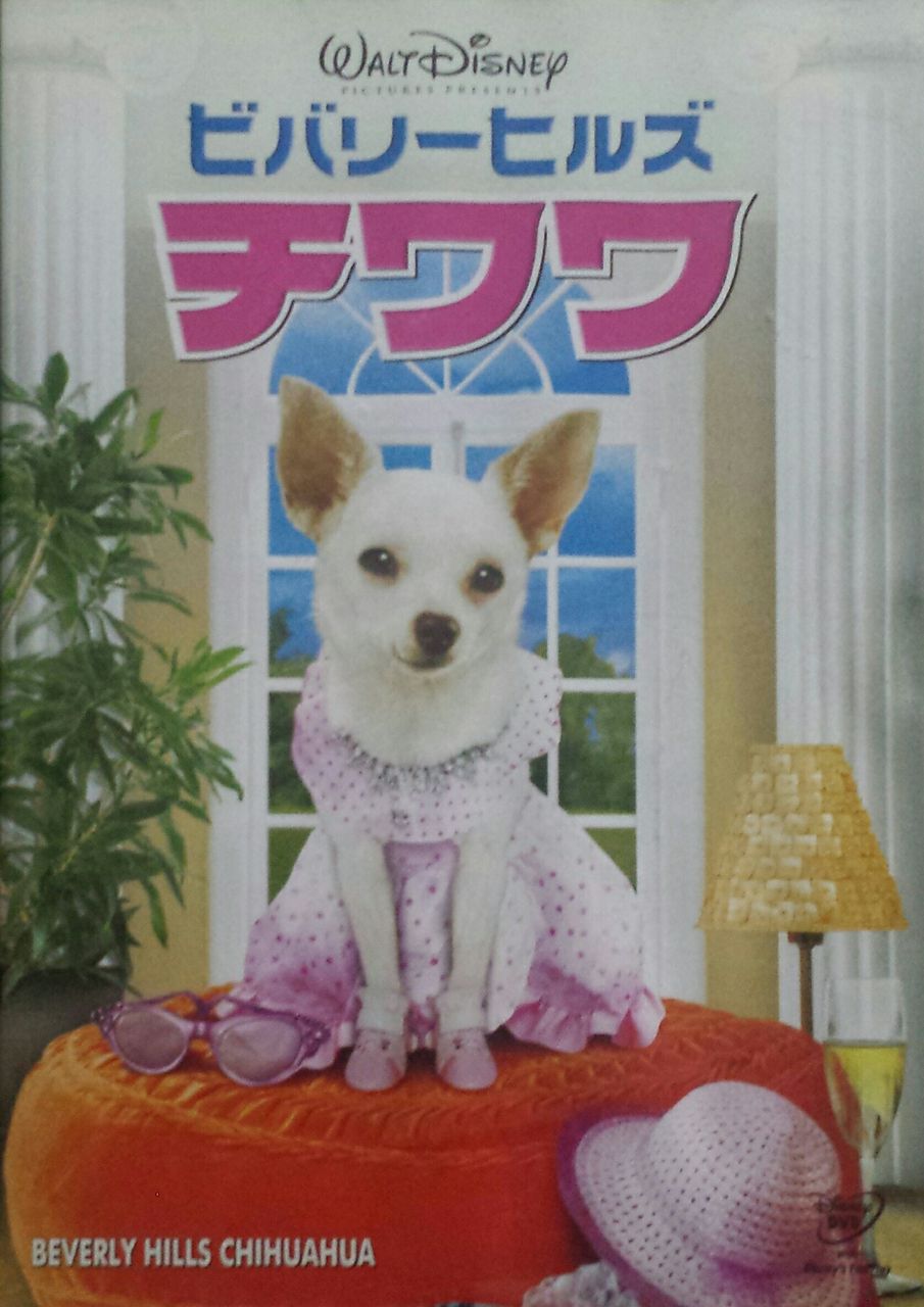 57 犬映画 コメディ 黒猫シネマヤカタ 映画館