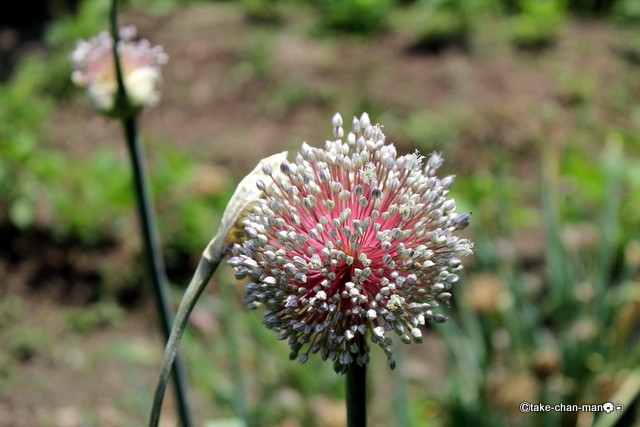 庭のにんにくの花と餌台の雀と鳩です れお君と庭の花 Fromたけちゃんマン