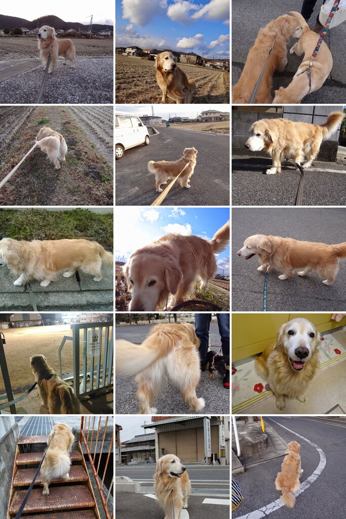 20150131DSC03129-COLLAGE (1)