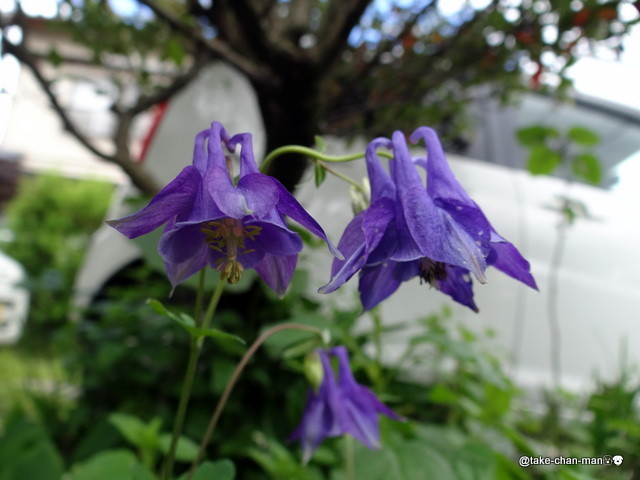 梅が豊作と苧環の花 れお君と庭の花 Fromたけちゃんマン