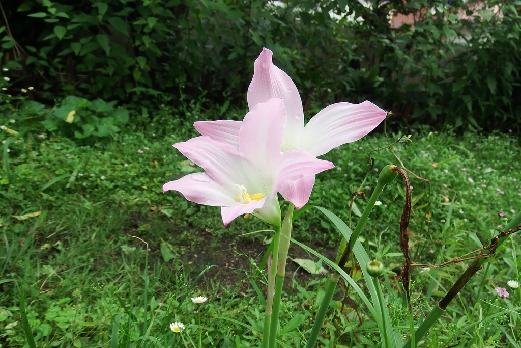 DSCF2604