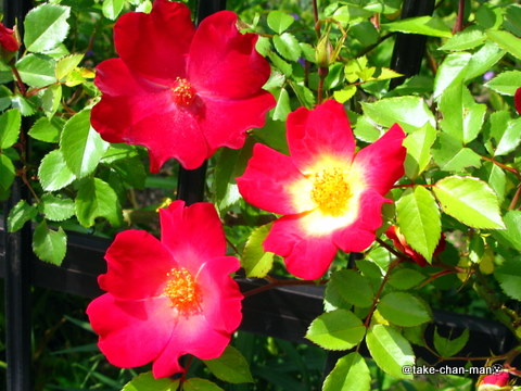 つるバラのカクテル れお君と庭の花 Fromたけちゃんマン