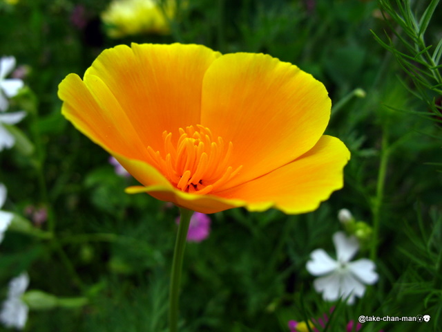 庭の花菱草 れお君と庭の花 Fromたけちゃんマン