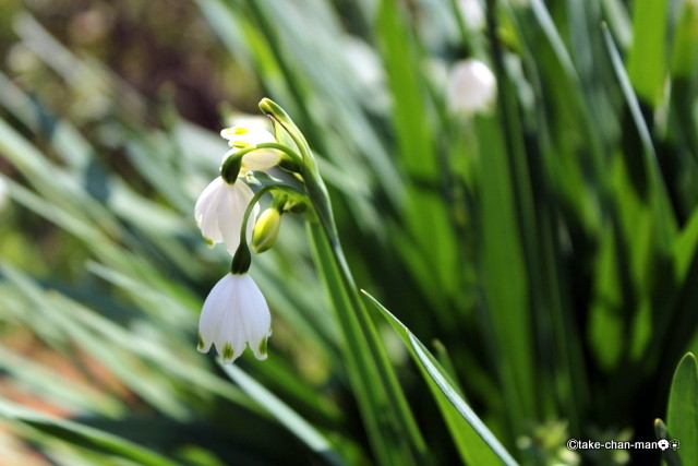 庭でスノーフレークが咲いています れお君と庭の花 Fromたけちゃんマン