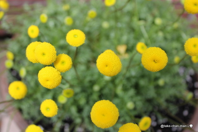 風が強い日のれお君の散歩と黄色の花 れお君と庭の花 Fromたけちゃんマン 風が強い日のれお君の散歩と黄色の花 れお君と庭の花 Fromたけちゃんマン
