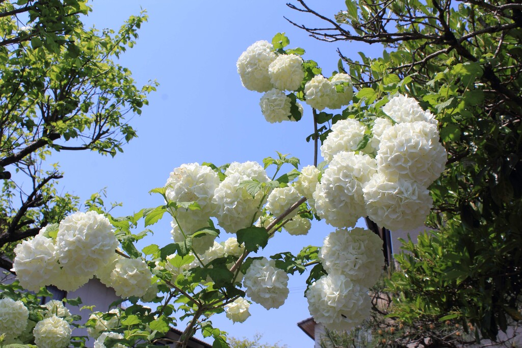 庭の西洋手毬カンボク ビバーナム スノーボール が咲いています れお君と庭の花 Fromたけちゃんマン