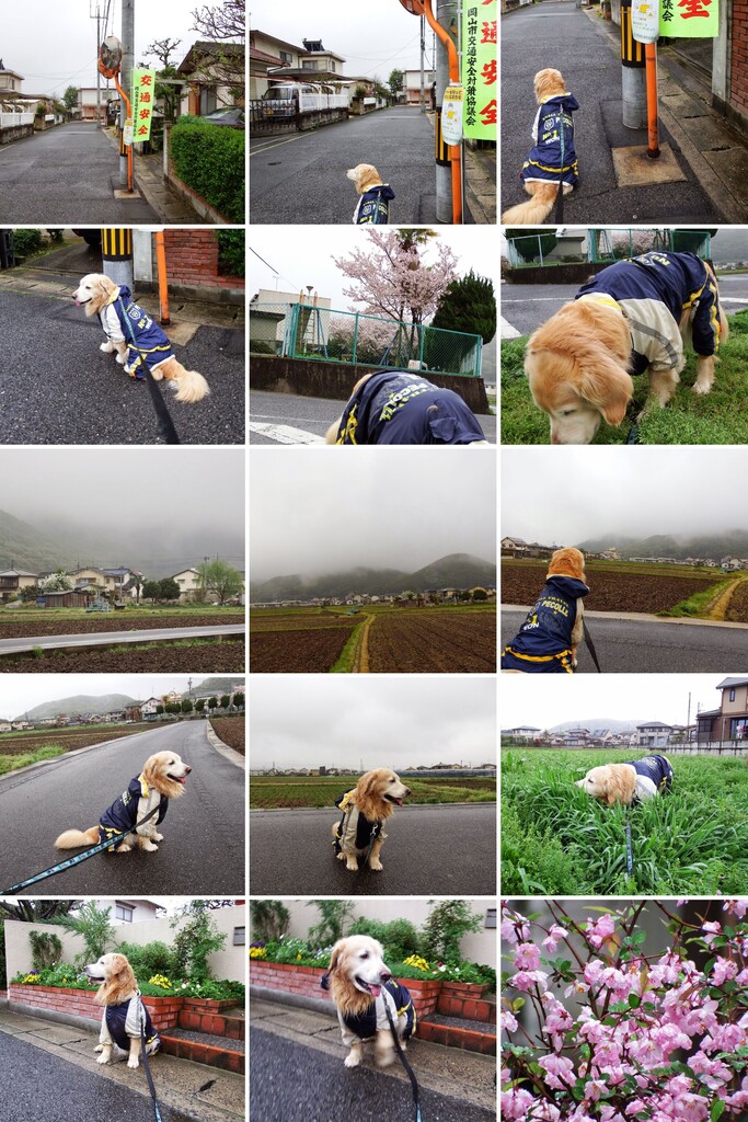 20150406DSCF7785-COLLAGE
