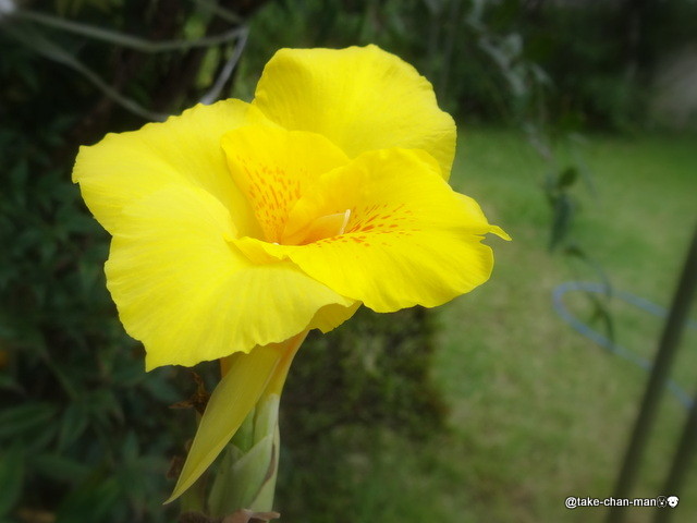 今庭で咲いている花が２５種類でした れお君と庭の花 Fromたけちゃんマン