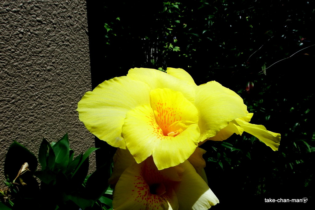 庭のカンナが咲いています れお君と庭の花 Fromたけちゃんマン