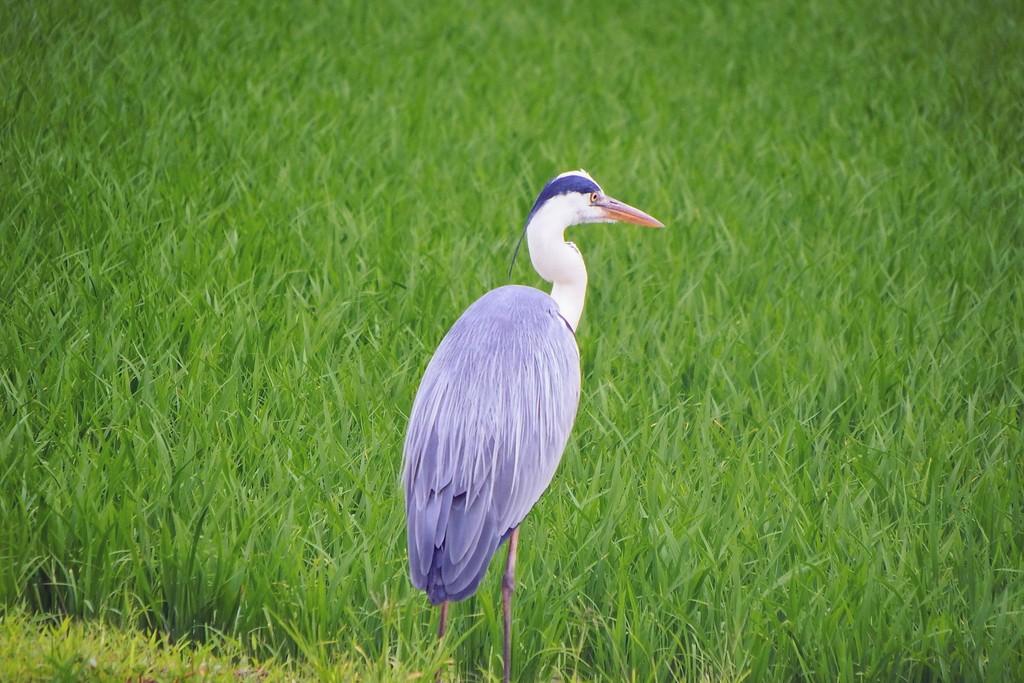 DSCF2289