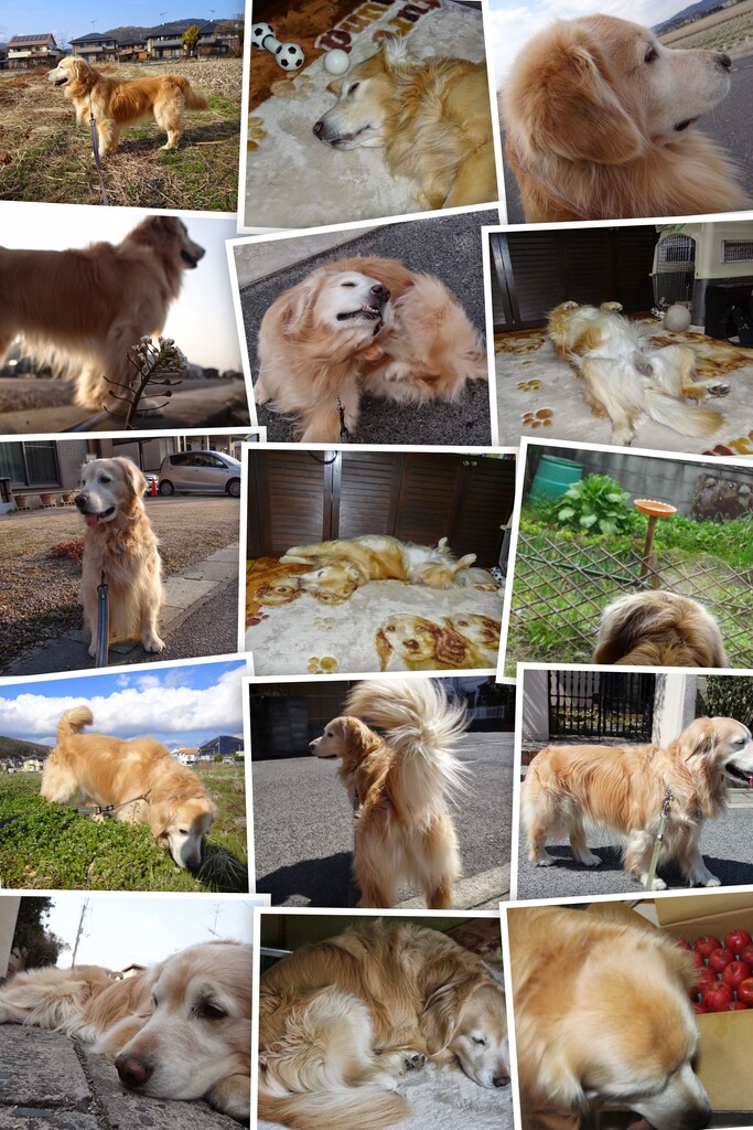 20140330DSC08438-COLLAGE