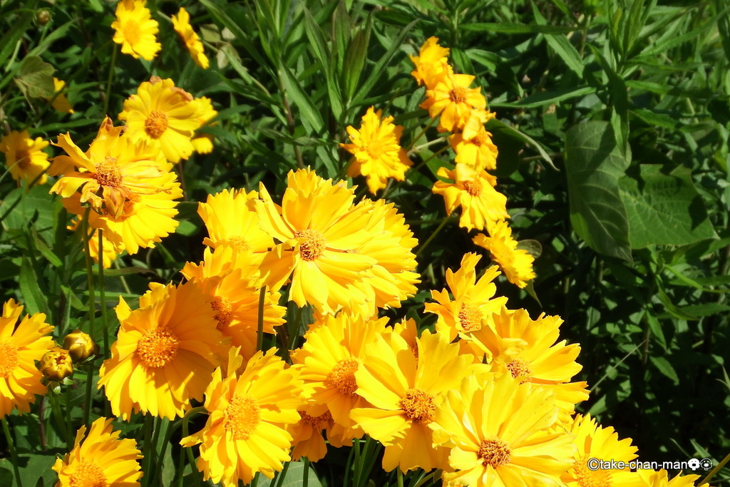 オオキンケイギクは特定外来生物です れお君と庭の花 Fromたけちゃんマン